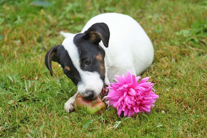 Diätfutter für Hunde ist manchmal nötig.